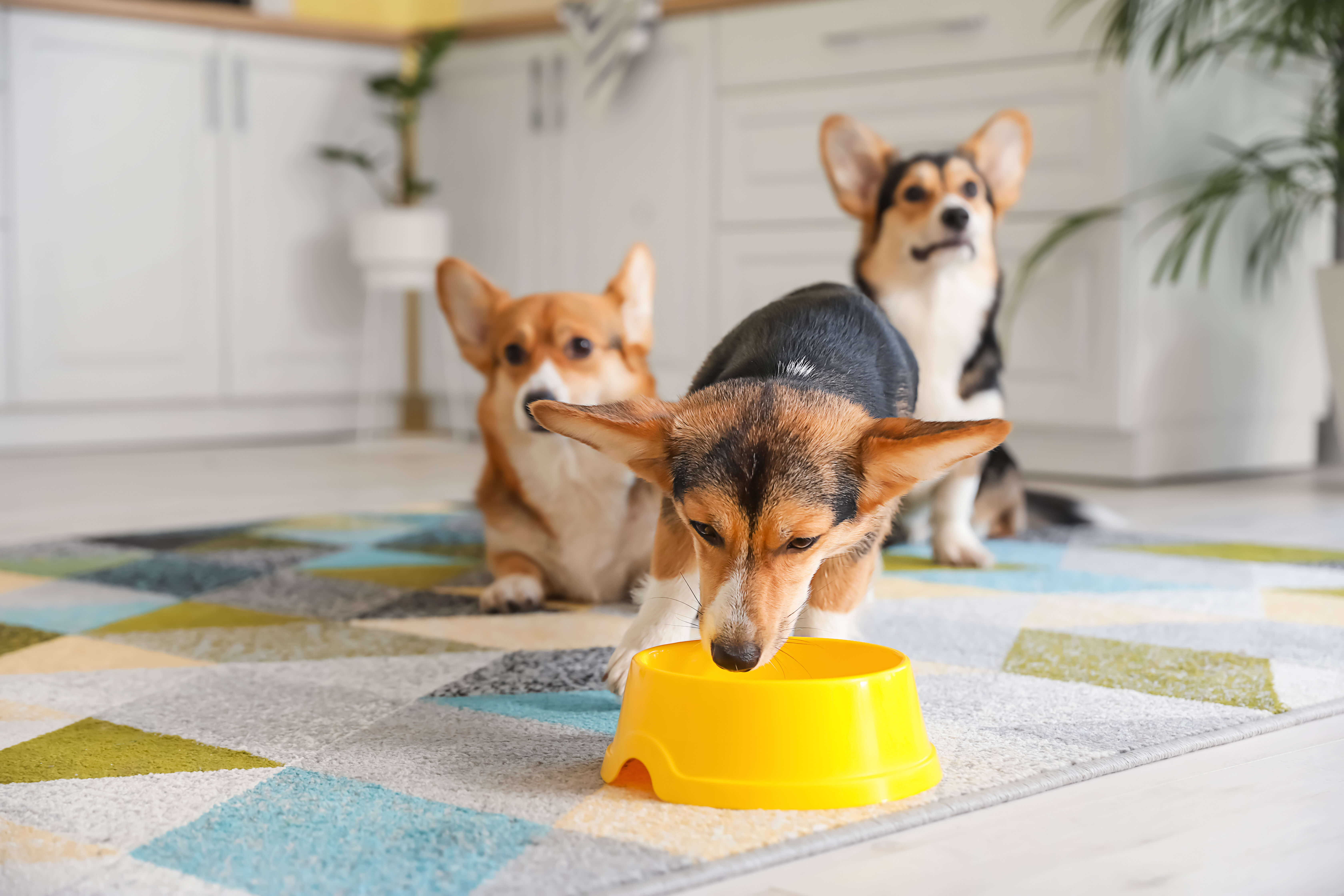 犬用のフードボウルは、なぜ必要なの？